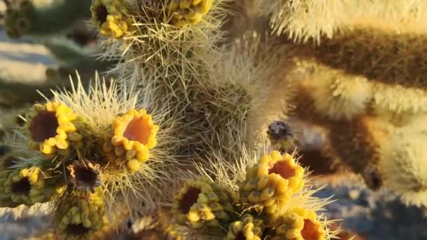 Cholla Cactus Garden Nel Parco Nazionale Joshua Tree Mattina — Video Stock