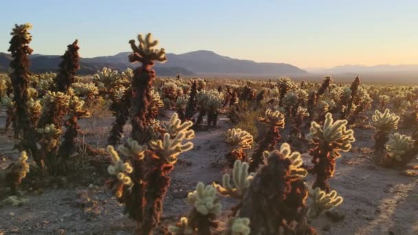 Cholla Cactus Tuin Joshua Tree National Park Morning — Stockvideo