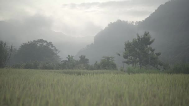 Vackra Gröna Paddy Rice Field Landskap Yogyakarta Indonesien — Stockvideo