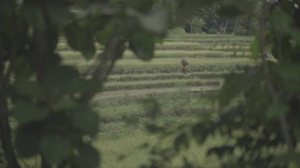 Yogyakarta Indonesia Agricultor Hermoso Paisaje Del Campo Arroz Arroz Verde — Vídeos de Stock