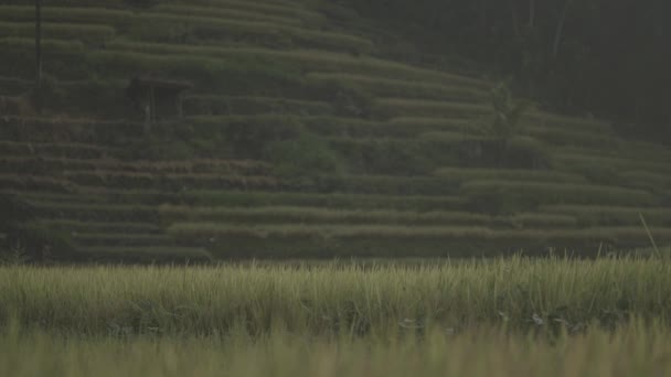Vackra Gröna Paddy Rice Field Landskap Yogyakarta Indonesien — Stockvideo