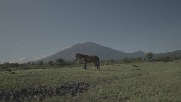 Horses Horse Savanna Mount Agung Volcano Background Bali Indonesia Landscape — ストック動画