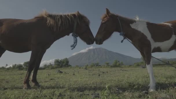 Лошадь Саванне Вулканом Агунг Заднем Плане Bali Indonesia Landscape — стоковое видео