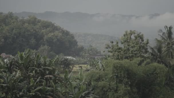 Prachtige Groene Rijstvelden Landschap Yogyakarta Indonesië — Stockvideo