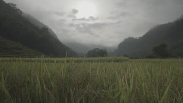 Vackra Gröna Paddy Rice Field Landskap Yogyakarta Indonesien — Stockvideo