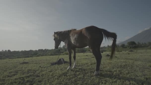 Άλογα Άλογο Στη Σαβάνα Όρος Agung Ηφαίστειο Στο Παρασκήνιο Μπαλί — Αρχείο Βίντεο