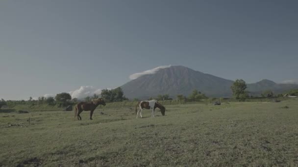 Hästar Häst Savanna Med Berget Agung Vulkan Bakgrunden Bali Indonesien — Stockvideo