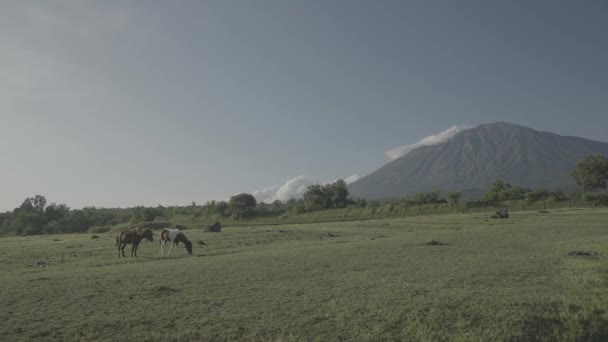 Horses Horse Savanna Mount Agung Volcano Background Bali Indonesia Landscape — ストック動画