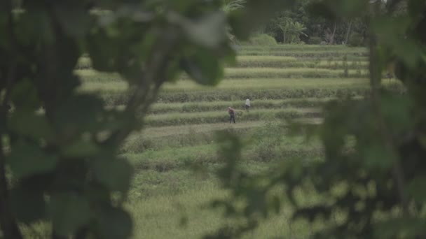 Yogyakarta Indonesia Agricultor Hermoso Paisaje Del Campo Arroz Arroz Verde — Vídeos de Stock