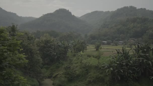 Vackra Gröna Paddy Rice Field Landskap Yogyakarta Indonesien — Stockvideo