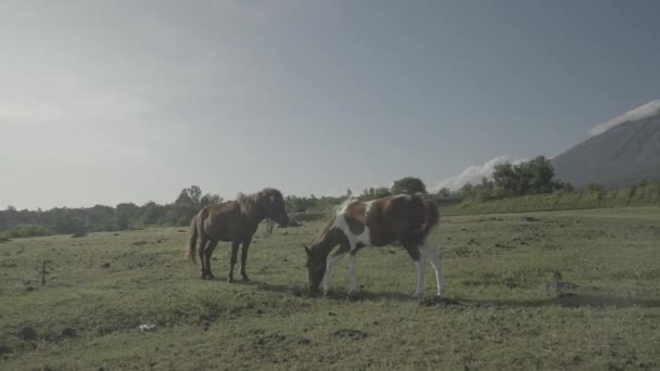 Cavalos Cavalo Savana Com Monte Agung Vulcão Fundo Bali Indonesia — Vídeo de Stock