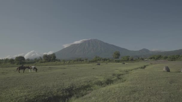 Hästar Häst Savanna Med Berget Agung Vulkan Bakgrunden Bali Indonesien — Stockvideo