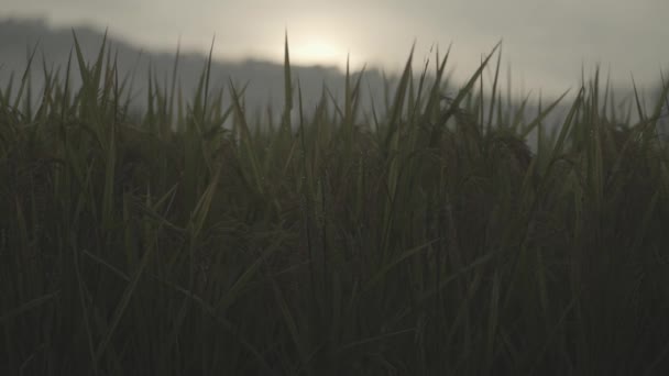 Krásná Zelená Paddy Rýžové Pole Krajina Yogyakarta Indonésie — Stock video