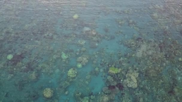 Wyspa Tropikalna Crystal Clear White Sand Plaża Rafa Koralowa Halmahera — Wideo stockowe