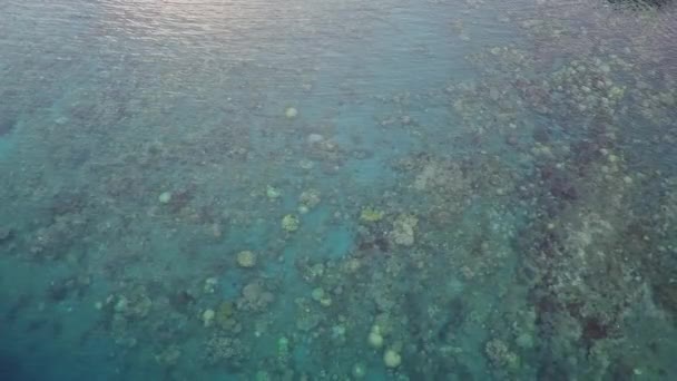 Tropical Island Crystal Clear White Sand Beach Coral Reef Halmahera — Αρχείο Βίντεο