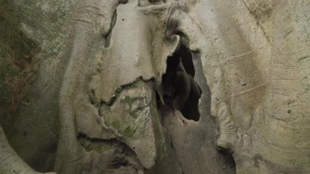 Bayan Banyan Antik Dev Ağaç Bali Deki Yaşlı Büyük Ağaç — Stok video