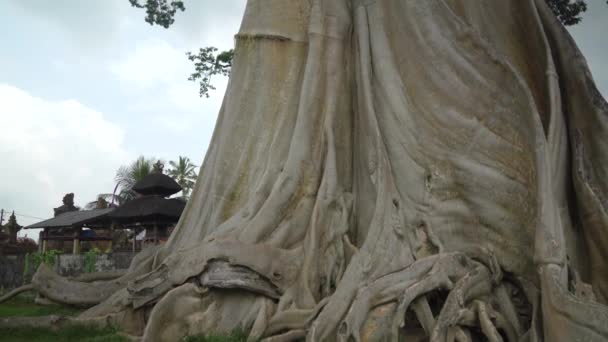 Bayan Banyan Ancient Giant Tree Árvores Mais Antigas Maiores Bali — Vídeo de Stock