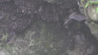 Puncak 'taki Lalay Bat Mağarası' nda Milyonlarca Yarasa Batı Java Endonezya Yavaş Hareketi