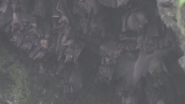 Miljoen Vleermuizen Lalay Bat Cave Puncak Guha Beach Garut West — Stockvideo