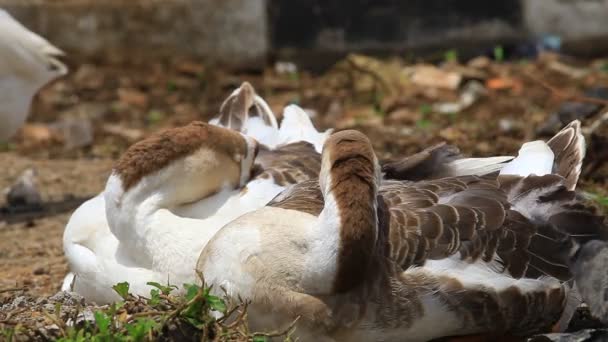 Swan Swans Goose Geese Duck Bird Bandung West Java Indonesia — стокове відео
