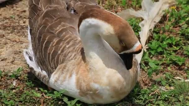 Swan Swans Goose Geese Duck Bird Bandung West Java Indonesia — стокове відео