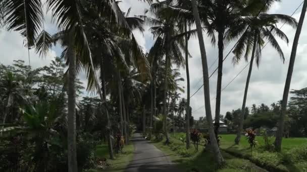 Vacker Väg Bali Indonesien Cocounut Träd Och Frodiga Gröna Risfält — Stockvideo