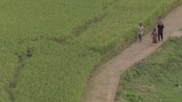 Kampung Naga Indonesia Villaggio Indonesiano Che Cammina Tra Campi Riso — Video Stock