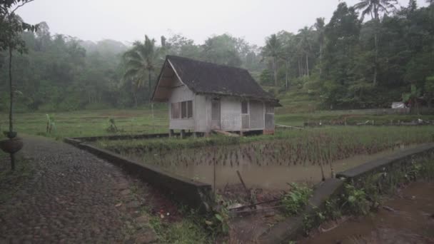 Kampung Naga Indonésie Maisons Traditionnelles Beau Paysage Naturel Champs Riz — Video
