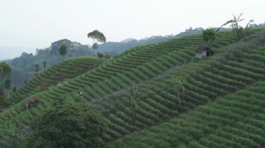 Terasering Panyaweuyan Majalengka Batı Java - Tarım Teraslarına Bakış Açısı, Orman Kaplı Tepeler ve Volkanik Ciremai Dağı