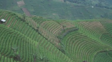 Terasering Panyaweuyan Majalengka Batı Java - Tarım Teraslarına Bakış Açısı, Orman Kaplı Tepeler ve Volkanik Ciremai Dağı