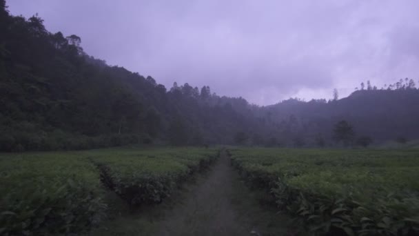 シウィディ バンドン インドネシアのランカバリ茶園 美しい緑の茶園の新鮮な山の雰囲気 — ストック動画