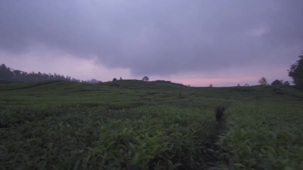 Rancabali Tea Plantation Ciwidey Bandung Indonesien Uppfriskande Bergig Atmosfär Bildande — Stockvideo