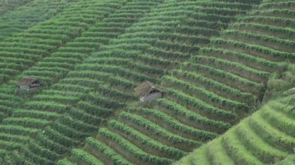 Terasering Panyaweyan Majalengka West Java 丘の上の視点農業テラス 森林覆われた丘と火山Ciremaiを見下ろす — ストック動画