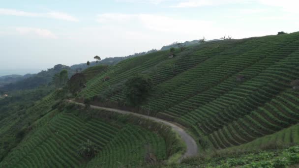 西爪哇的Panyaweuyan Majalengka 山顶观景台 俯瞰农业梯田 森林覆盖的小山和西里梅火山 — 图库视频影像