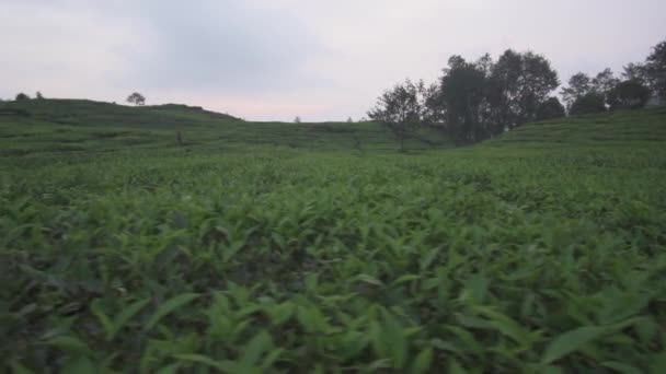 Plantation Thé Rancabali Ciwidey Bandung Indonésie Une Atmosphère Montagneuse Rafraîchissante — Video