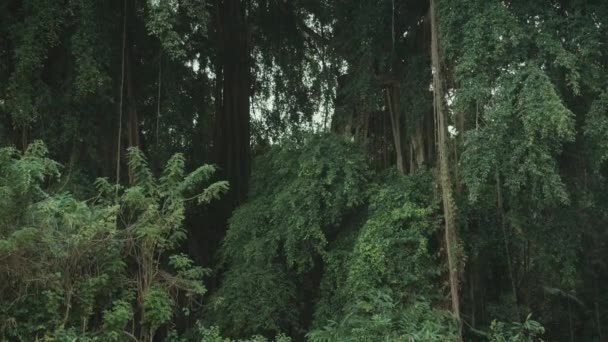 Большой Зеленый Лес Деревне Тенганан Бали Индонезия — стоковое видео