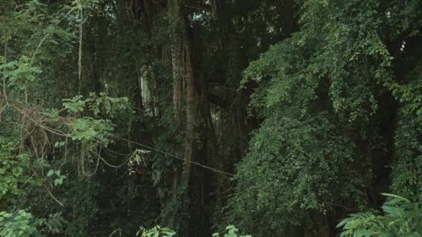 Floresta Árvores Verdes Grandes Tenganan Village Bali Indonesia — Vídeo de Stock
