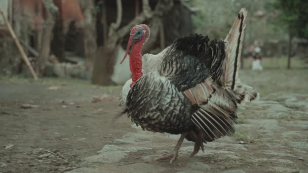 Индонезийской Деревне Тенганан Цыплят Кормят Домашней Индейкой — стоковое видео