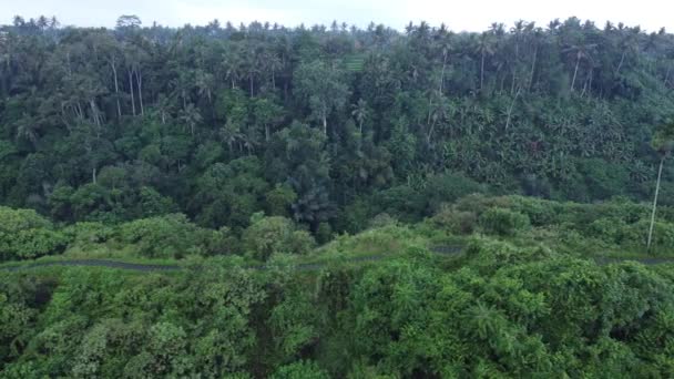 Luchtdrone Campuhan Hill Ridge Rock Ubud Bali Ochtend Wandelen Wandelpad — Stockvideo