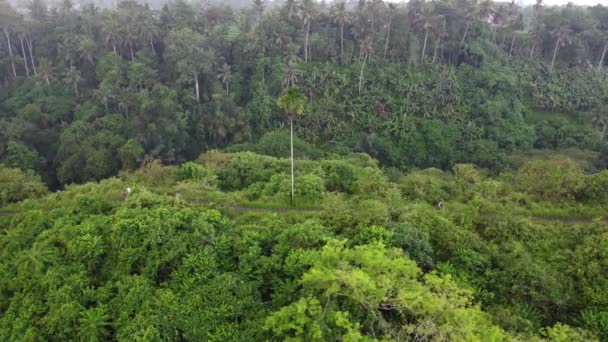 Luchtdrone Campuhan Hill Ridge Rock Ubud Bali Ochtend Wandelen Wandelpad — Stockvideo