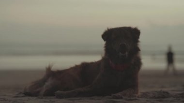 Kuta Beach Bali Endonezya 'da Esmer Yaşlı Sokak Köpeği