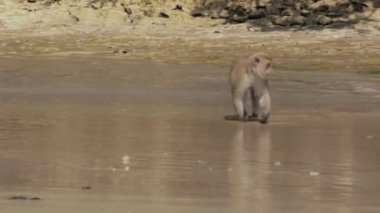 Pangandaran Sahili Doğa Koruma Alanındaki Vahşi Cava Macaque Maymunları