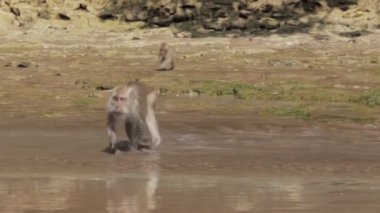 Pangandaran Sahili Doğa Koruma Alanındaki Vahşi Cava Macaque Maymunları