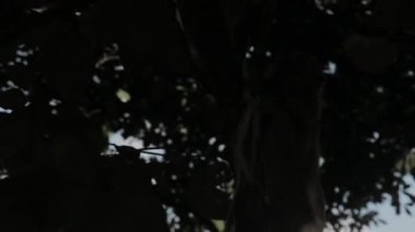 Wild Javanese Macaque Monkeys at Pangandaran Beach Nature Preserve
