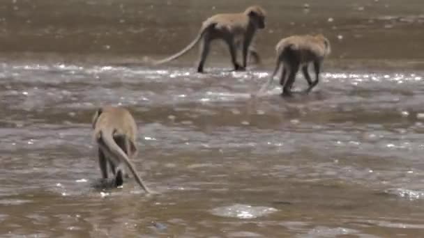 Wild Javanese Macaque Monkeys Pangandaran Beach Nature Preserve — Αρχείο Βίντεο