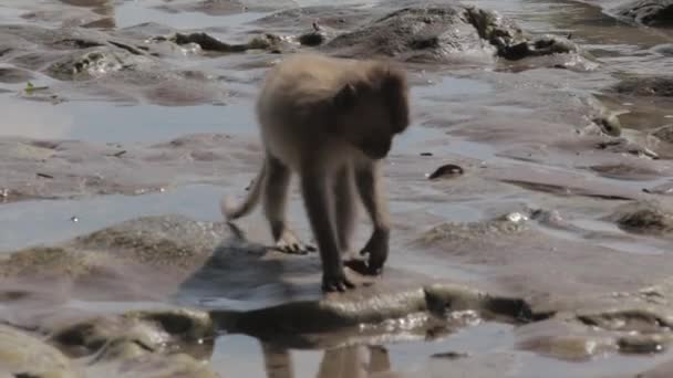 Wild Javanian Macaque Monkeys Pangandaran Beach Nature Preserve — стокове відео