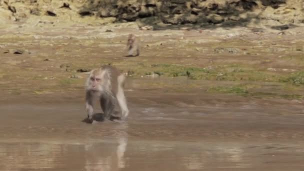 Monos Macacos Javaneses Salvajes Pangandaran Beach Nature Preserve — Vídeos de Stock