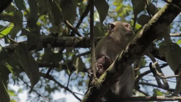 Wild Javanese Macaque Monkeys Pangandaran Beach Nature Preserve — Stockvideo