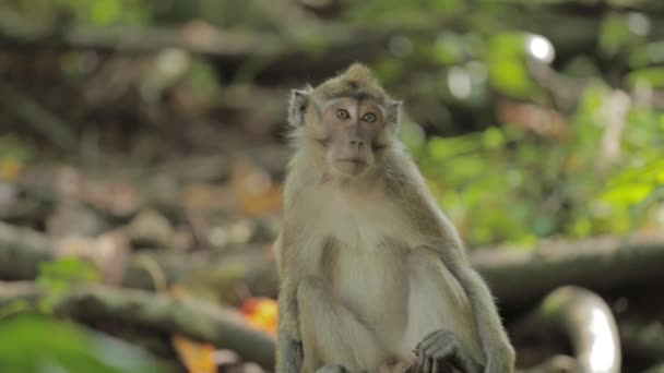 Wild Javanese Macaque Monkeys Pangandaran Beach Nature Preserve — Video