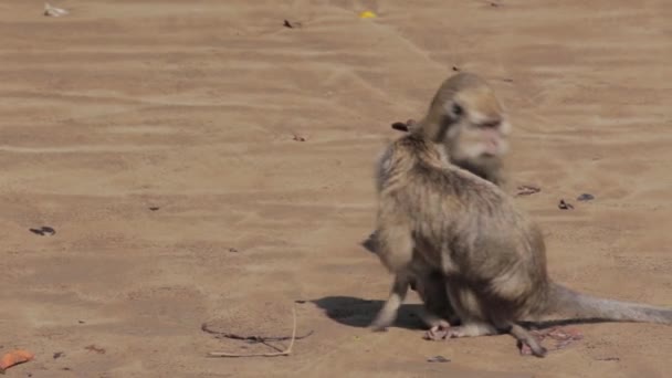 Wild Javanese Macaque Monkeys Pangandaran Beach Nature Preserve — Αρχείο Βίντεο